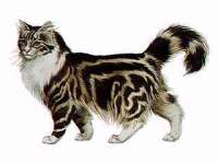 COONCAT.jpg