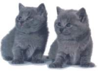 animal10.gif