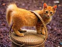 animal28.jpg