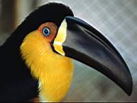 animals_birds030.jpg