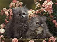animals_cats012.jpg