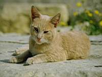 animals_cats015.jpg