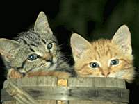 animals_cats021.jpg