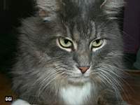 animals_cats022.jpg