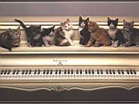 animals_cats024b.jpg