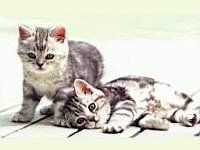 animals_cats026.jpg