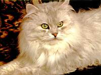 animals_cats041.jpg