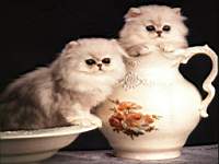 animals_cats048b.jpg