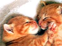 animals_cats057b.jpg