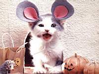 animals_cats060b.jpg