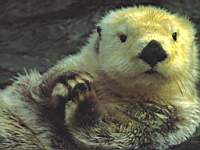 animals_sea_mammal001.jpg