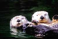 bk2otters.jpg
