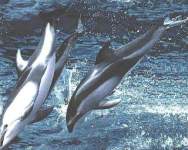 bkDSdolphins2.jpg