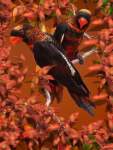 bkbirdlorikeet.jpg