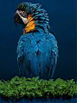 bkbirdmacaw.jpg