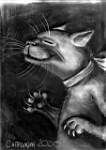 cat01.jpg