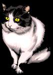 gatti06.gif