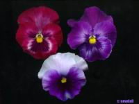 875941_ph.jpg