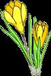Crocus.gif