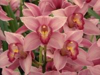 FloralTheme.jpg
