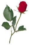 Rose&Hearts.GIF