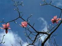 SpringHasSprung.jpg