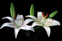 bkwhlilies.jpg