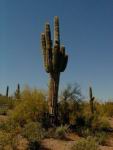desert42.jpg