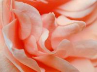 floralrose0670.jpg