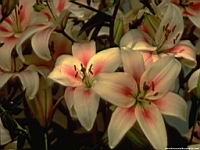 flowers03.jpg