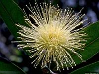 flowers055.jpg