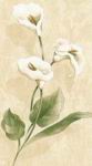 lillyimage.jpg