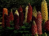 lupinesgalore.jpg