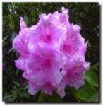 rhodo19s.jpg