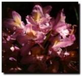 rhodo2s.jpg