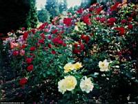 roses.jpg