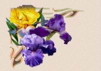 topleft-iris.jpg