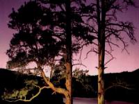 treesunset.jpg